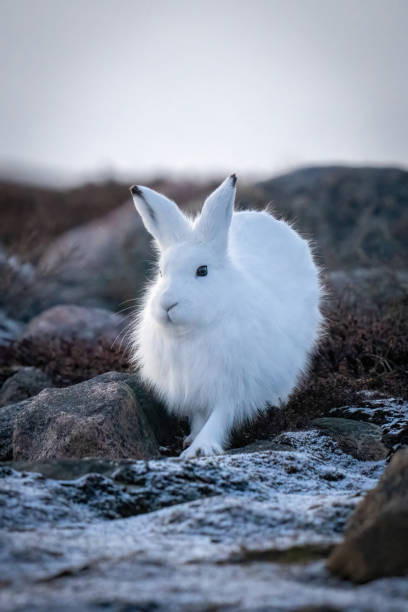 istock Arctic hare stands amongst rocks on tundra 1363311487