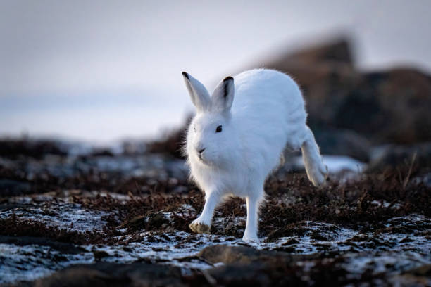 istock Arctic hare runs past rocks on tundra 1363311488