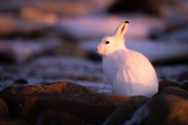 istock Arctic hare sits among rocks at sunset 1363311500