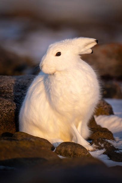 istock Arctic hare sits among rocks turning head 1363311513