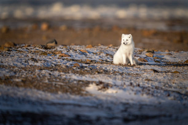 istock Arctic fox sits on rocky tundra turning head 1363311516
