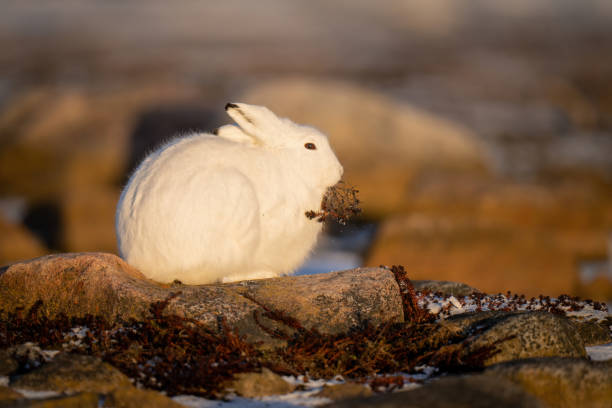 istock Arctic hare eating plant on rocky tundra 1363311523