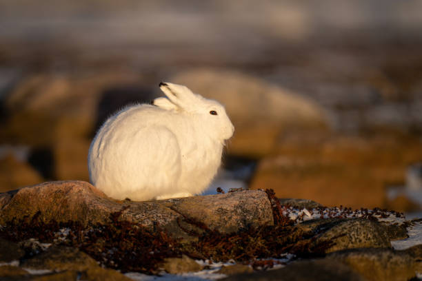 istock Arctic hare on rocky tundra in profile 1363311524