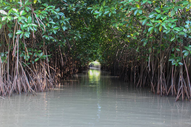 mangrovenbogen - mangrove stock-fotos und bilder