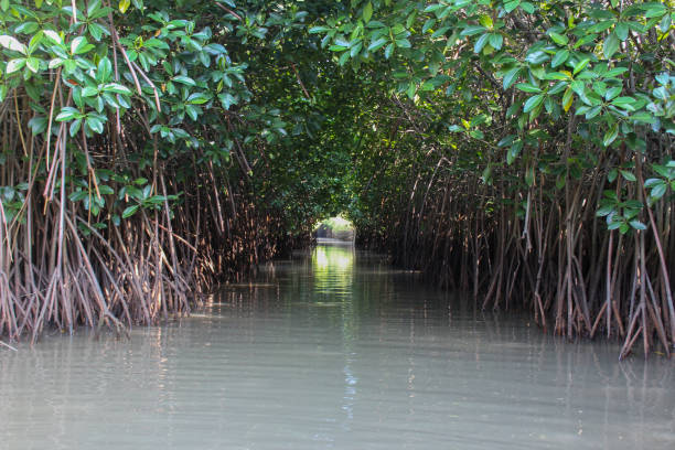 Mangrove arch Pitchavaram mangrove habitat stock pictures, royalty-free photos & images