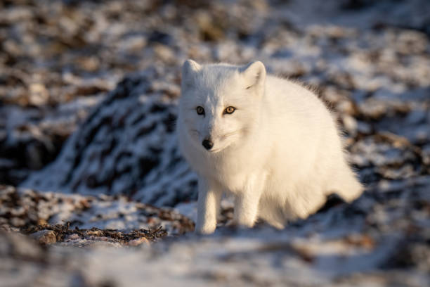 istock Arctic fox stands on tundra staring ahead 1363311598