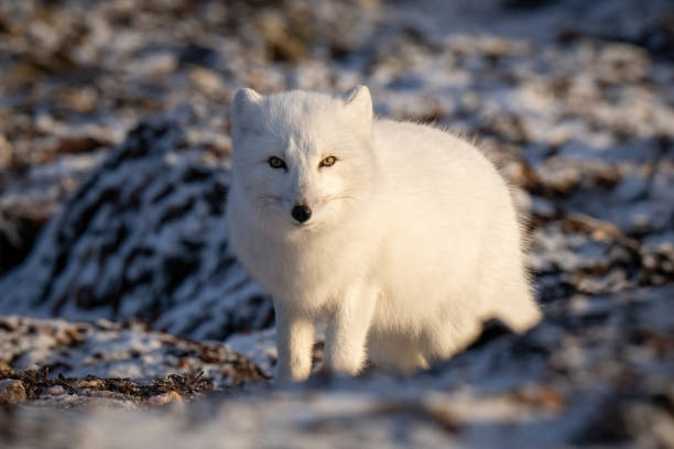 istock Arctic fox stands on tundra narrowing eyes 1363311632