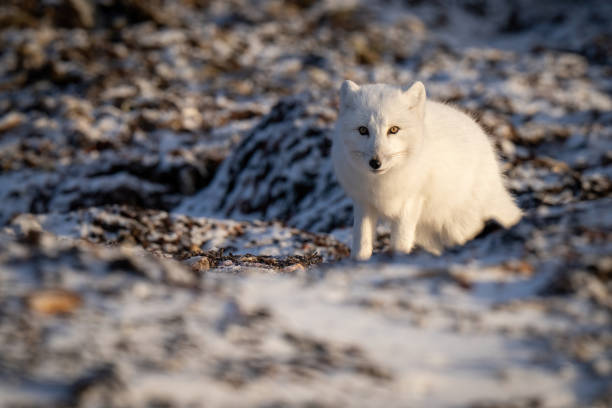 istock Arctic fox stands on tundra among rocks 1363311650