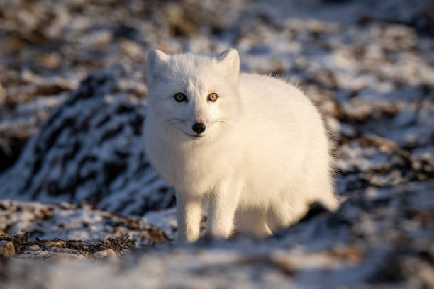 istock Arctic fox stands on tundra turning head 1363311656