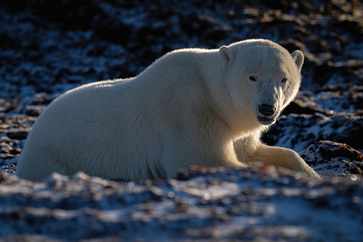 Backlit polar bear lies among snowy rocks