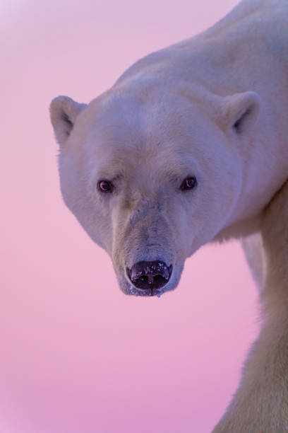 nahaufnahme des männlichen eisbären, der zurückblickt - polar bear bear white close up stock-fotos und bilder