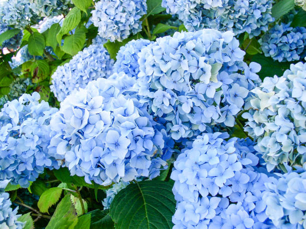 fond bleu hortensia - hydrangea photos et images de collection