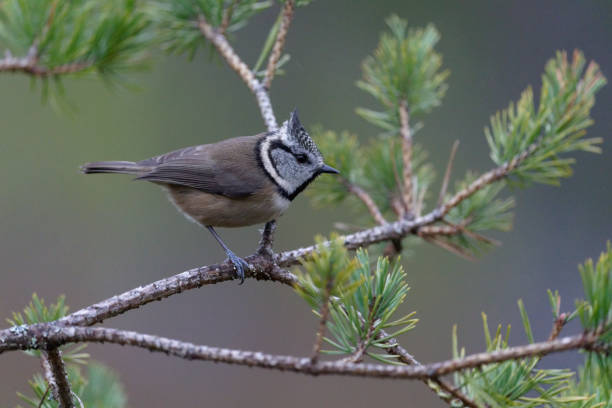 istock Crested tit, Lophophanes cristatus 1363313536