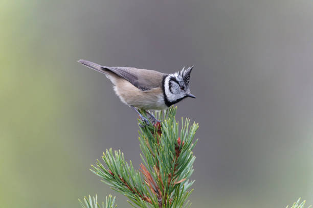 istock Crested tit, Lophophanes cristatus 1363313537