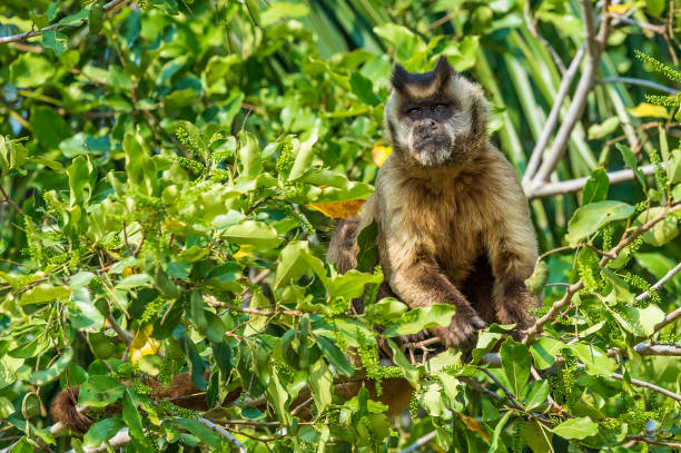 istock The black-striped capuchin (Sapajus libidinosus), also known as bearded capuchin, is a New World primate from South America. Found in the Pantanal area of Brazil. 1363313667