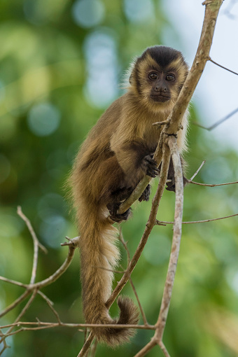 The black-striped capuchin (Sapajus libidinosus), also known as bearded capuchin, is a New World primate from South America. Found in the Pantanal area of Brazil.
