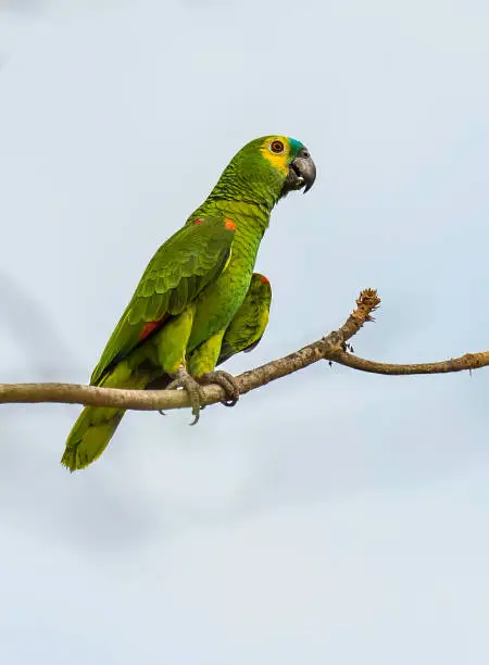 Photo of The blue-fronted amazon (Amazona aestiva), also called the turquoise-fronted amazon and blue-fronted parrot and is found in the Pantanal, Brazil