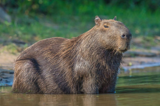 The capybara (Hydrochoerus hydrochaeris) is a large rodent and found in the Pantanal, Brazil. stock photo