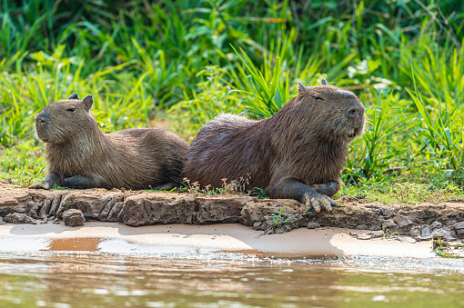 The capybara (Hydrochoerus hydrochaeris) is a large rodent and found in the Pantanal, Brazil.