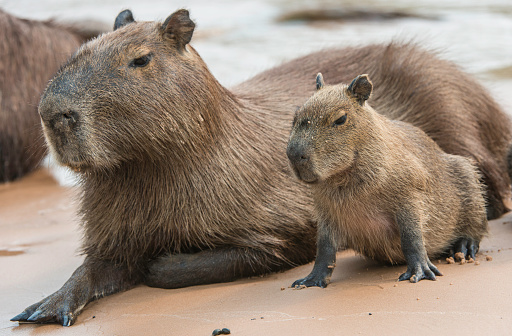 The capybara (Hydrochoerus hydrochaeris) is a large rodent and found in the Pantanal, Brazil.
