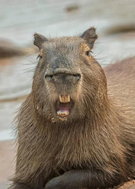 The capybara (Hydrochoerus hydrochaeris) is a large rodent and found in the Pantanal, Brazil.