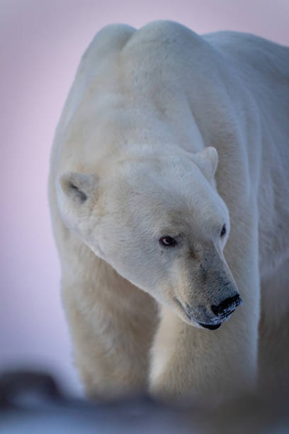 nahaufnahme des eisbären, der nach rechts schaut - polar bear bear white close up stock-fotos und bilder