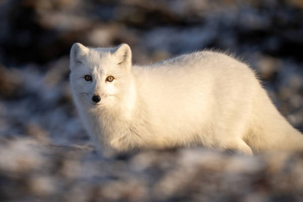 istock Close-up of Arctic fox staring at camera 1363314209