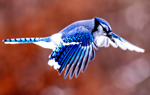 istock A Bluejay flying along in the garden 1363316339