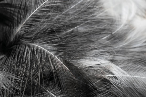 istock black and white feathers with visible details. background or textura 1363318059