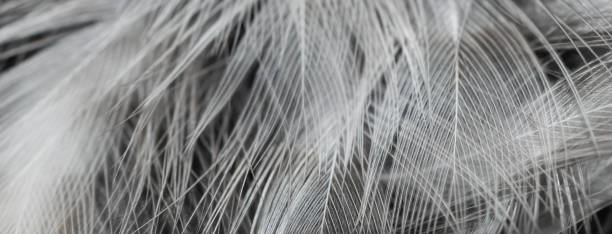 istock black and white feathers with visible details. background or textura 1363318068