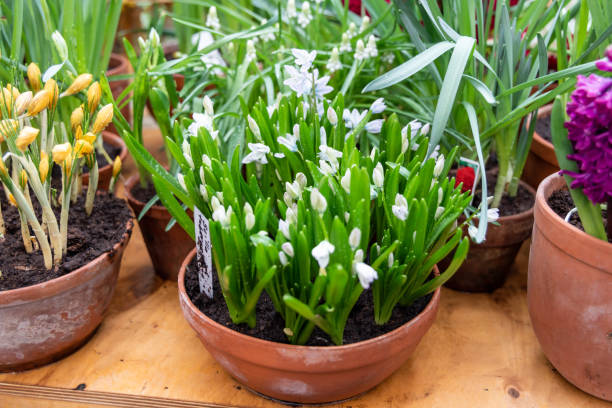 istock Beautiful spring little white flowers. Scilla alba 1363318121