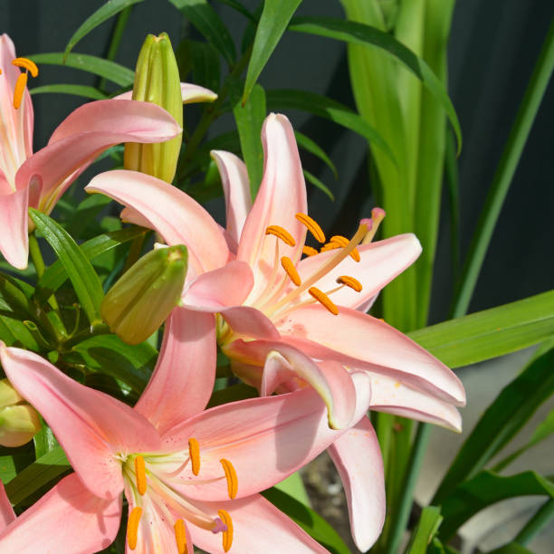 istock Pink lily flower in the garden. 1363319044