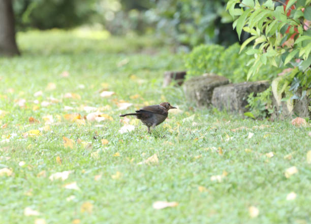 istock black blackbird bird on the lawn 1363319104