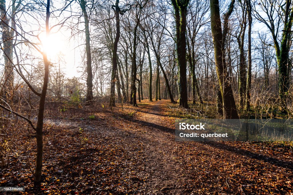 Forest Plänterwald in Berlin Autumn Stock Photo