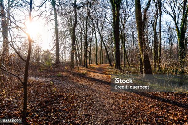 Forest Plänterwald In Berlin Stock Photo - Download Image Now - Autumn, Beauty In Nature, Berlin