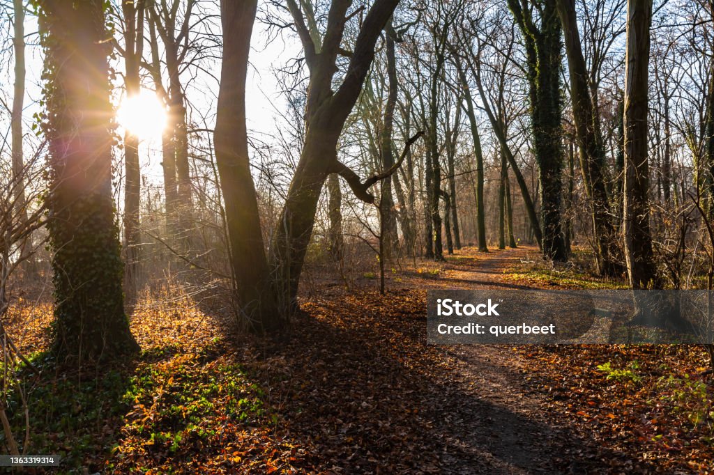 Forest Plänterwald in Berlin Germany Stock Photo