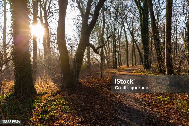 Forest Plänterwald In Berlin Stock Photo - Download Image Now - Germany, Berlin, Autumn