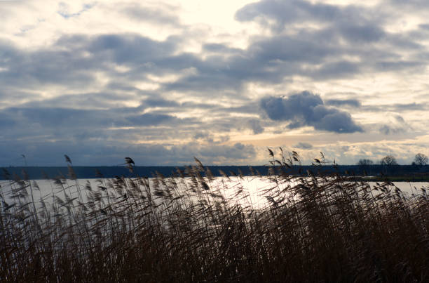 istock landscape with reeds lake and clouds in winter 1363320278
