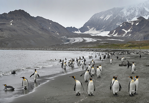St Andrew's Bay in South Georgia  - curious King Penguins