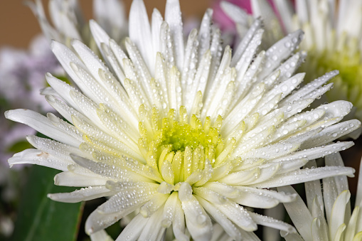 Macro shot of a white chrysanthemum morifolium  flower covered in water droplets