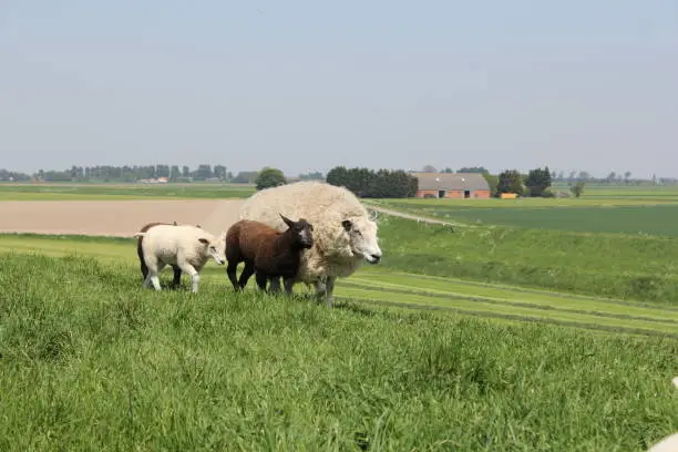 a sheep is running with its lambs at the seawall towards a water trough at a hot day in springtime with the green dutch fields in the background