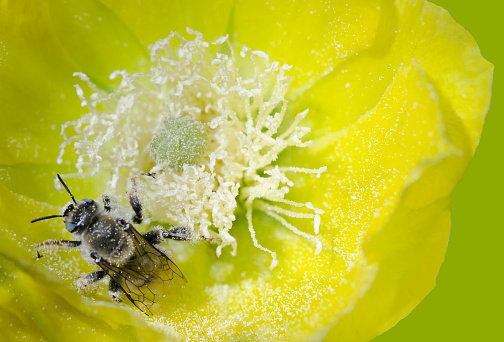 A bee, dusted with pollen, works to fertilize a prickly pear cactus in full bloom.