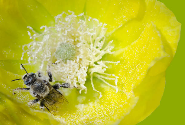 Bee Pollinating a Prickly Pear Cactus A bee, dusted with pollen, works to fertilize a prickly pear cactus in full bloom. invertebrate stock pictures, royalty-free photos & images