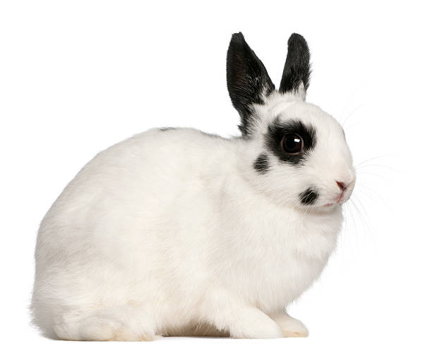 istock Dalmatian rabbit, 2 months old, Oryctolagus cuniculus, sitting 136332766