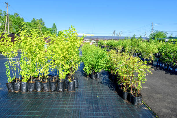 View in the rows of a tree nursery with numerous fruit trees and shrubs