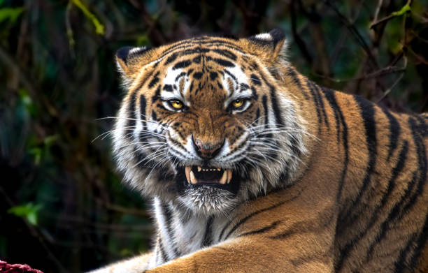 Eye of Ember Snarling Tiger with meat siberian tiger stock pictures, royalty-free photos & images
