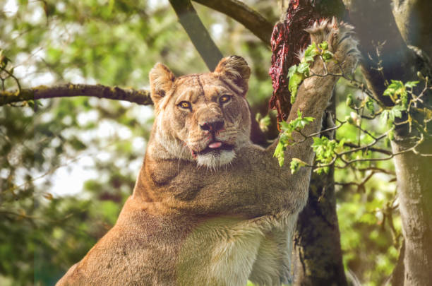 abendessen aufenthalt - lions tooth stock-fotos und bilder