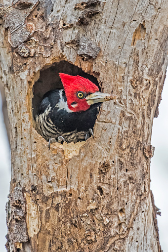 The crimson-crested woodpecker (Campephilus melanoleucos) is a very large woodpecker at a nest. In the Pantanal a part of Brazil. Male.