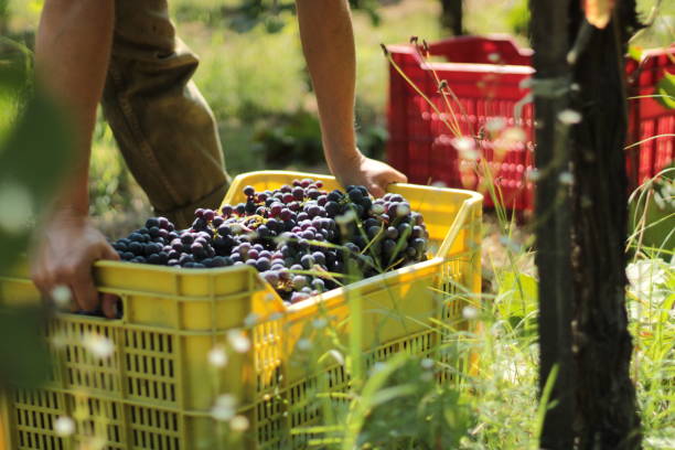 Grape harvest in Chianti Picking Merlot grapes in the heart of Chianti chianti region stock pictures, royalty-free photos & images