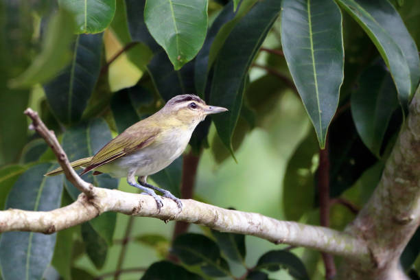 istock Chivi Vireo (Vireo chivi) perched on a branch on a leafy green background. 1363329124